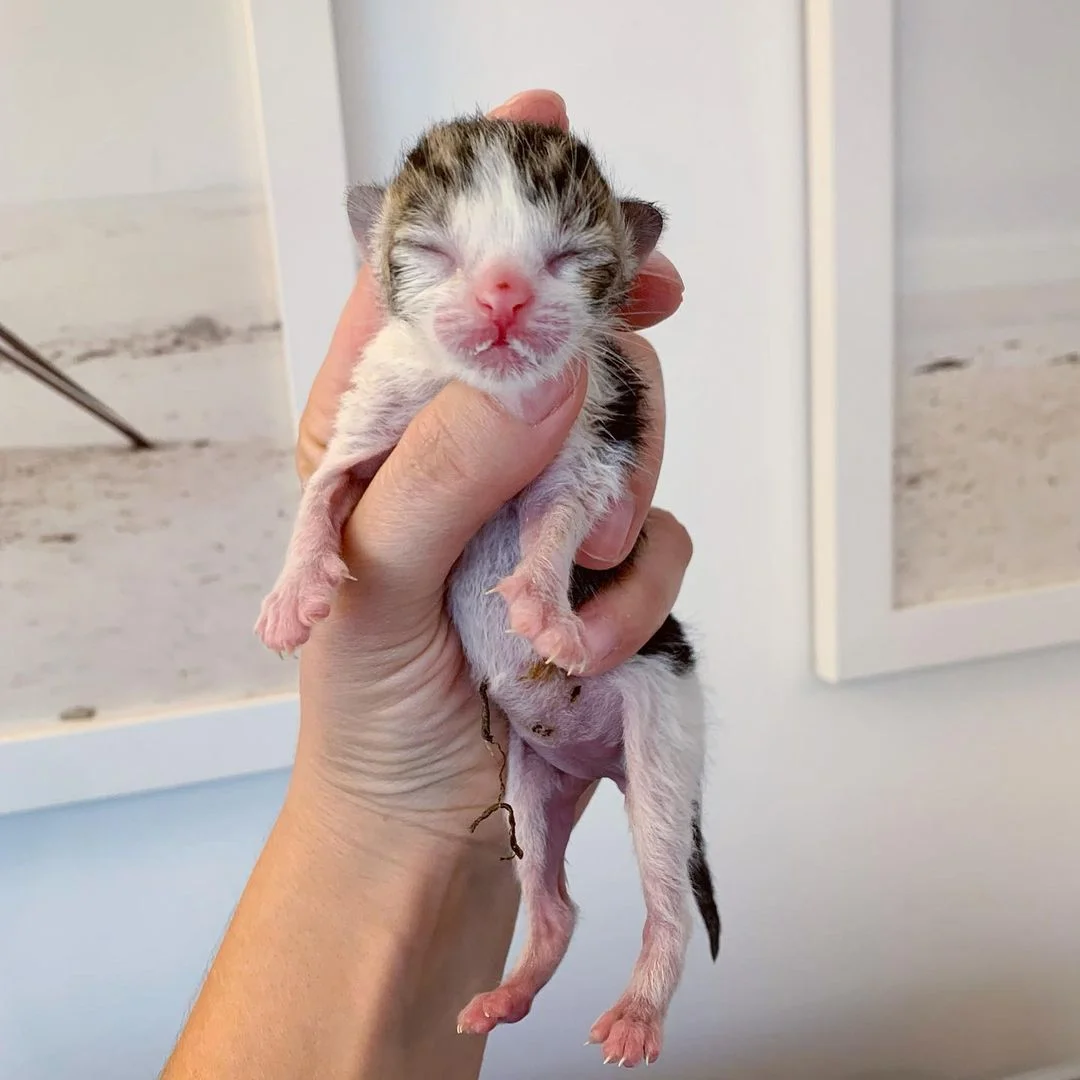 Pequeño gatito de refugio