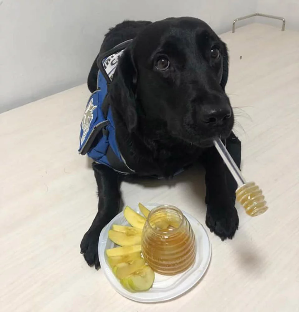 Perrita de servicio comiendo