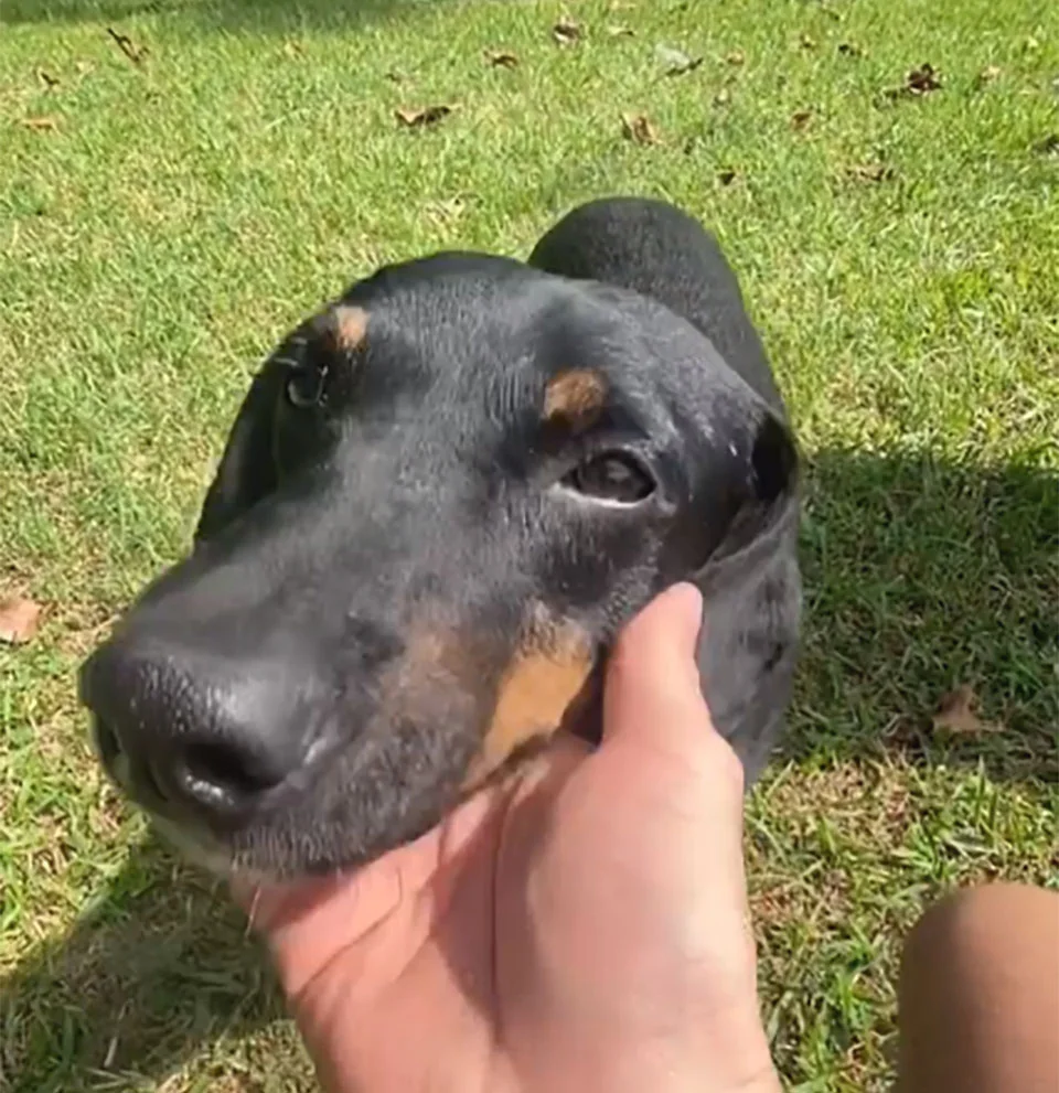 Perrito aparentemente sin hogar