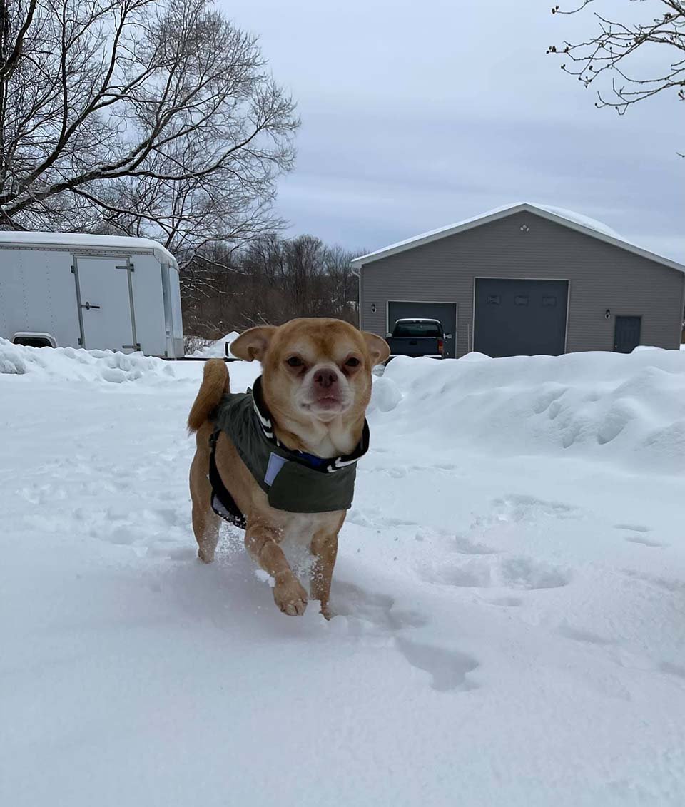 Perrito en la nieve