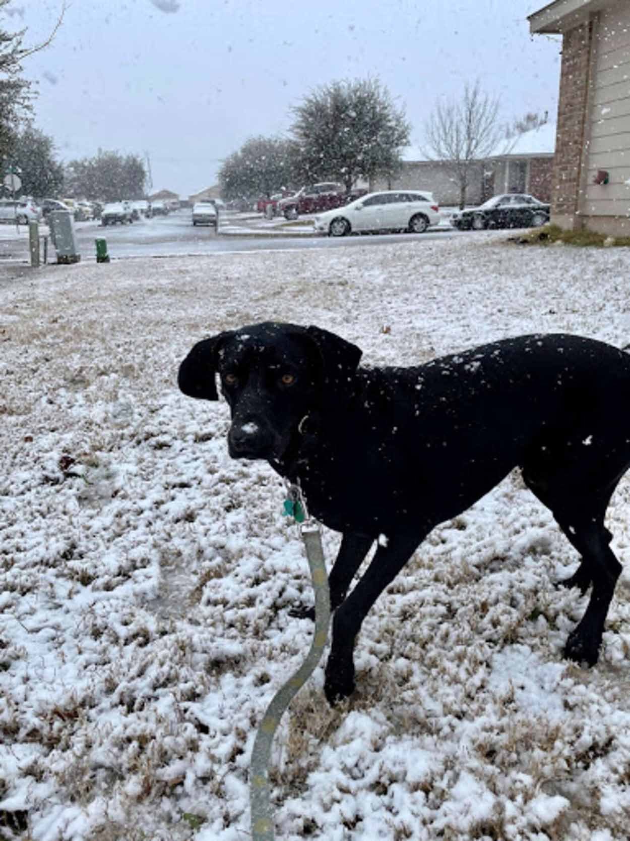 Perro disfruta de la nieve