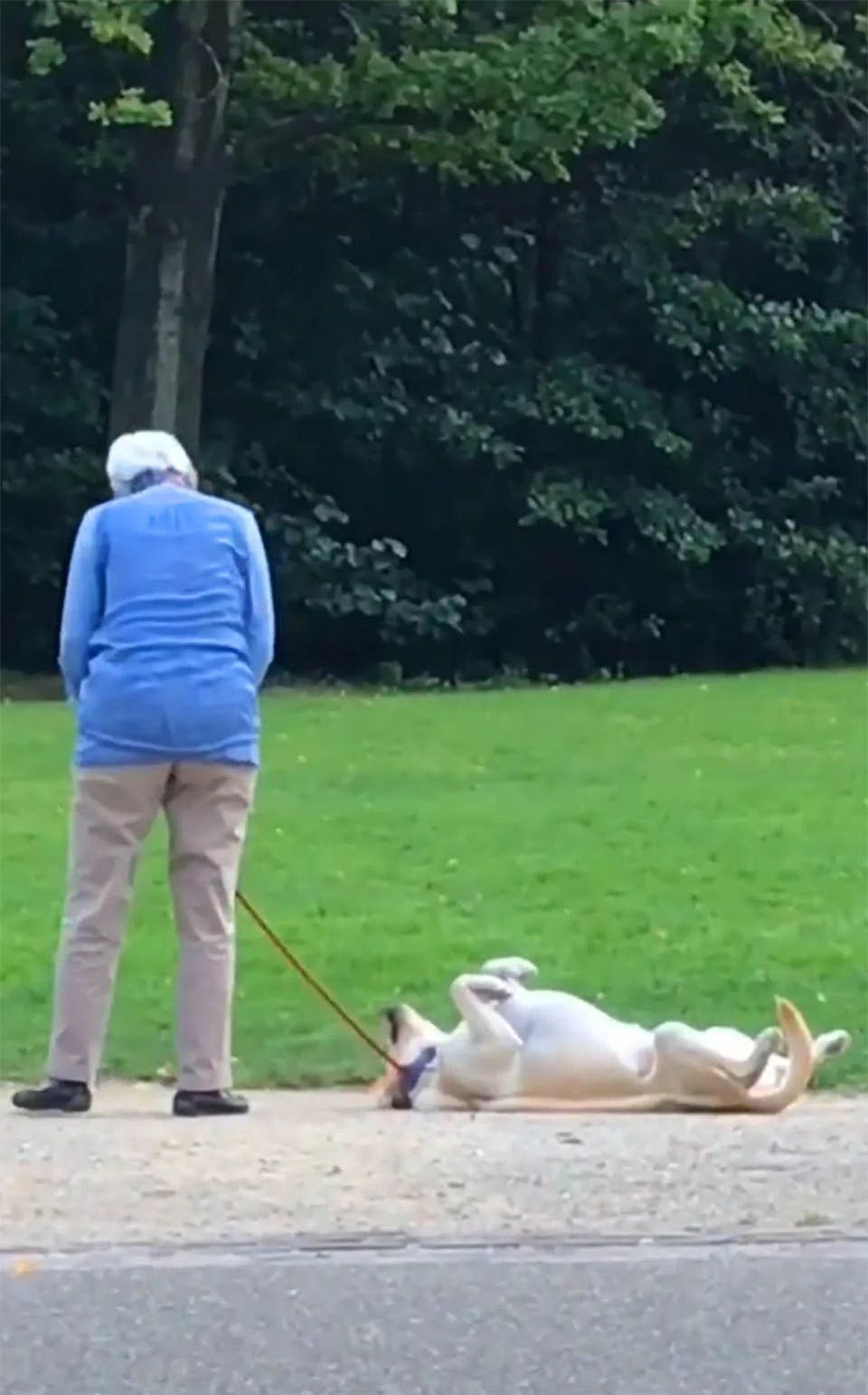 Perro juega a hacerse el muerto
