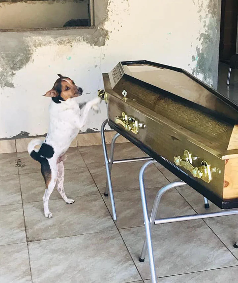 Perro llora a su dueña