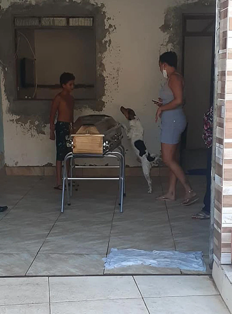 Perro llora