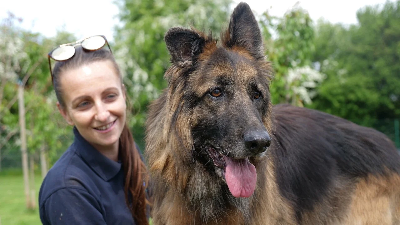 Perro que fue atado a una roca y arrojado al río