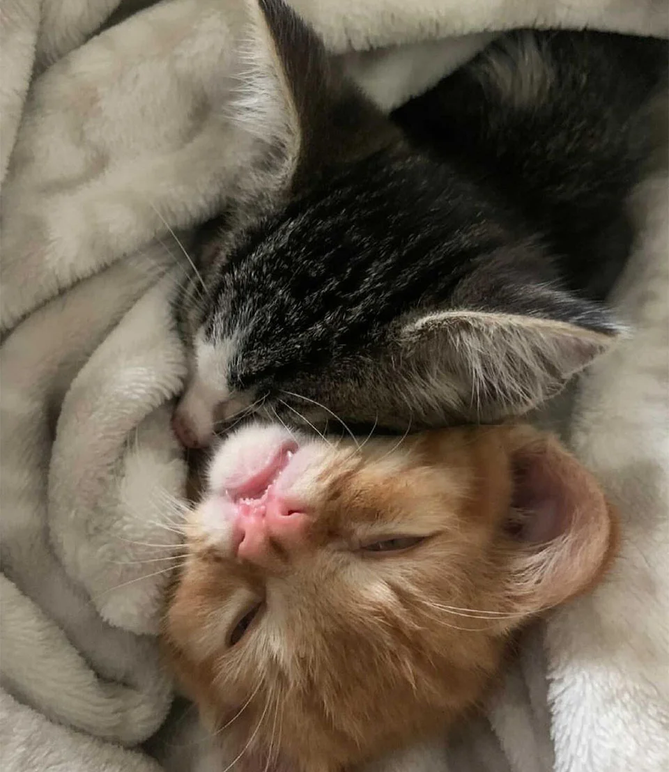 Theodore y Tiny