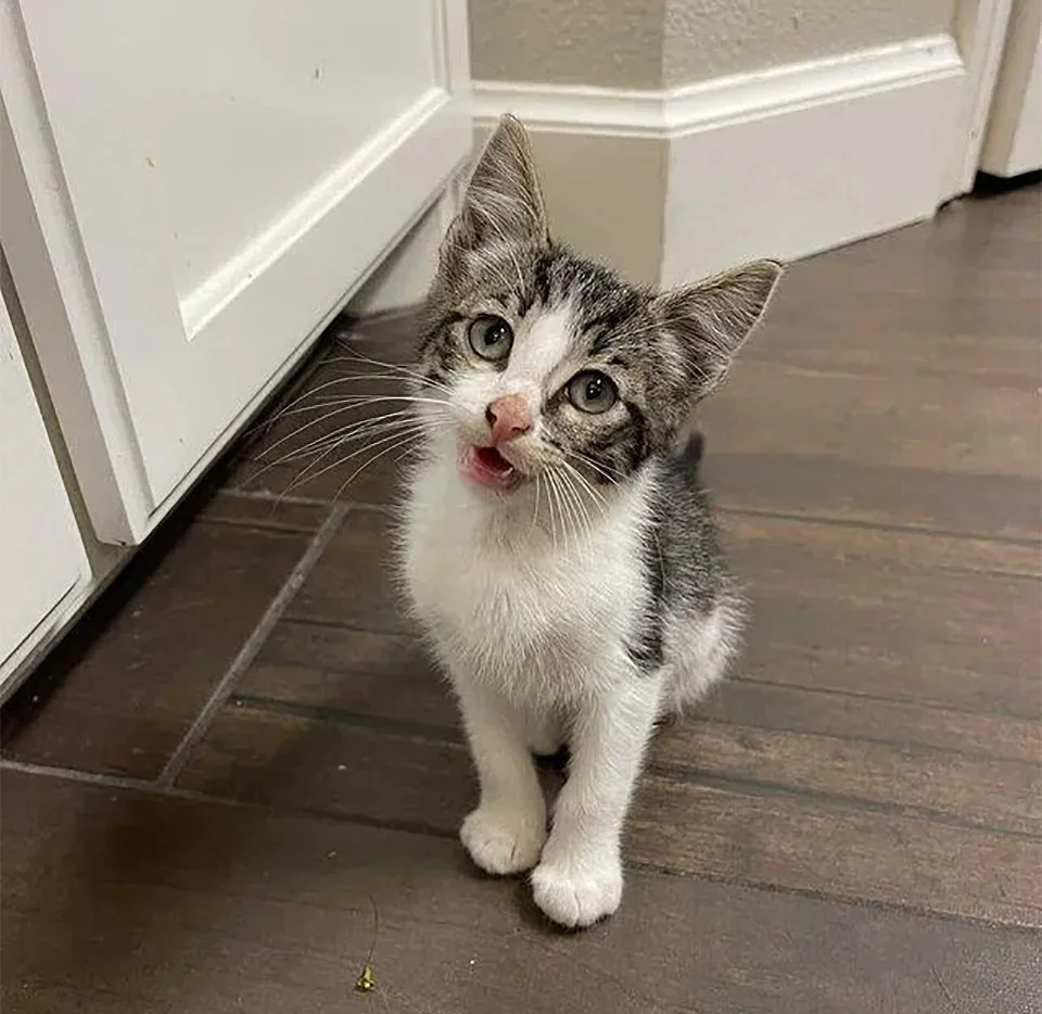 Tiny rescatado