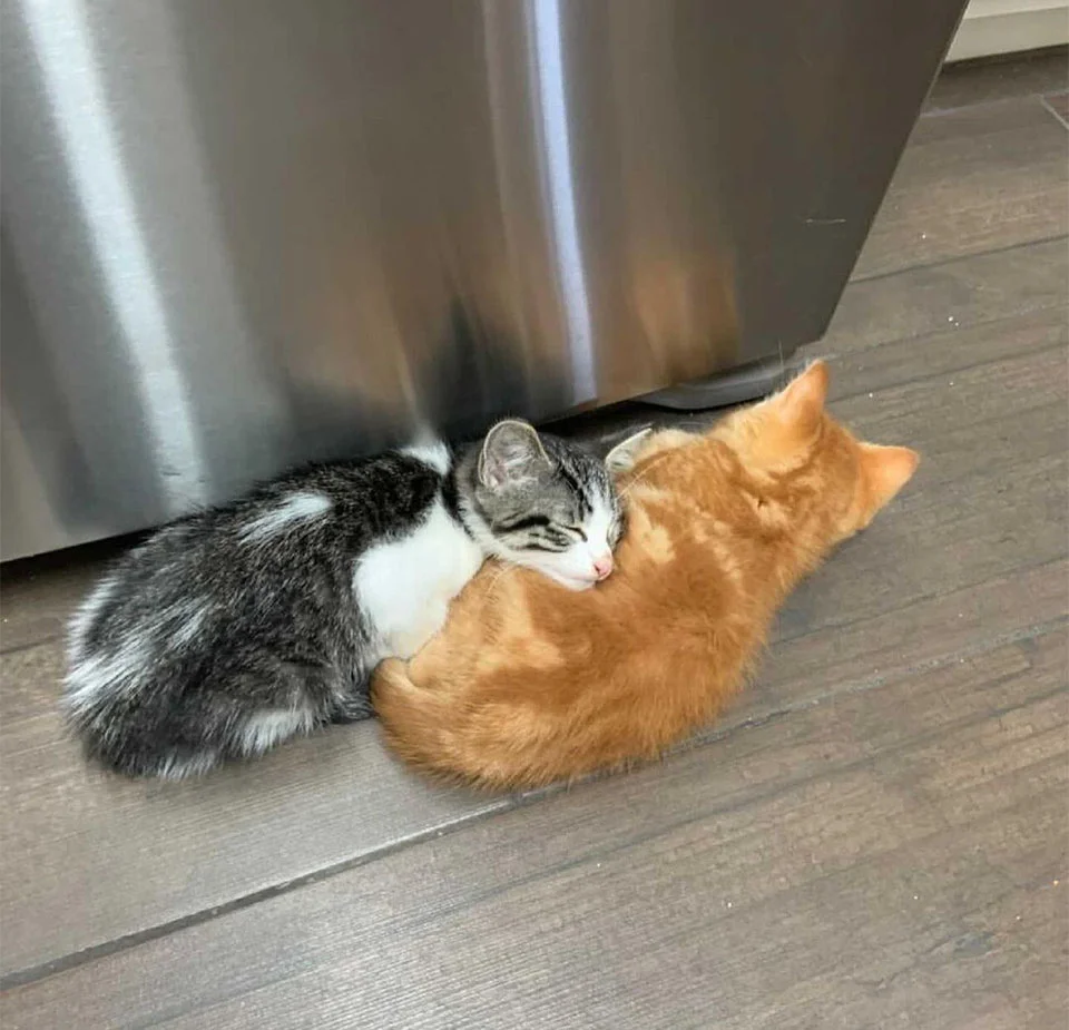 Tiny y Theodore durmiendo
