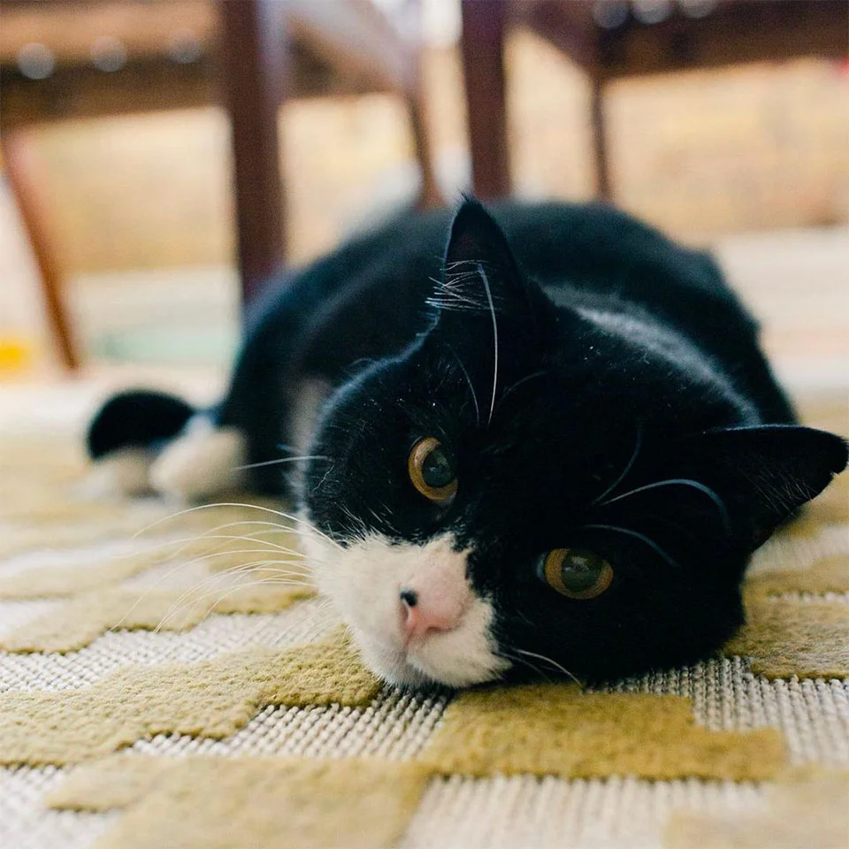 Adorable gatito dos patas