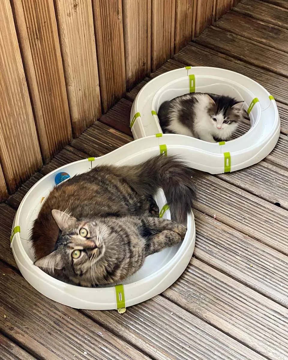 Adorables gatitas