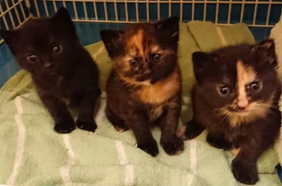 Adorables gatitos