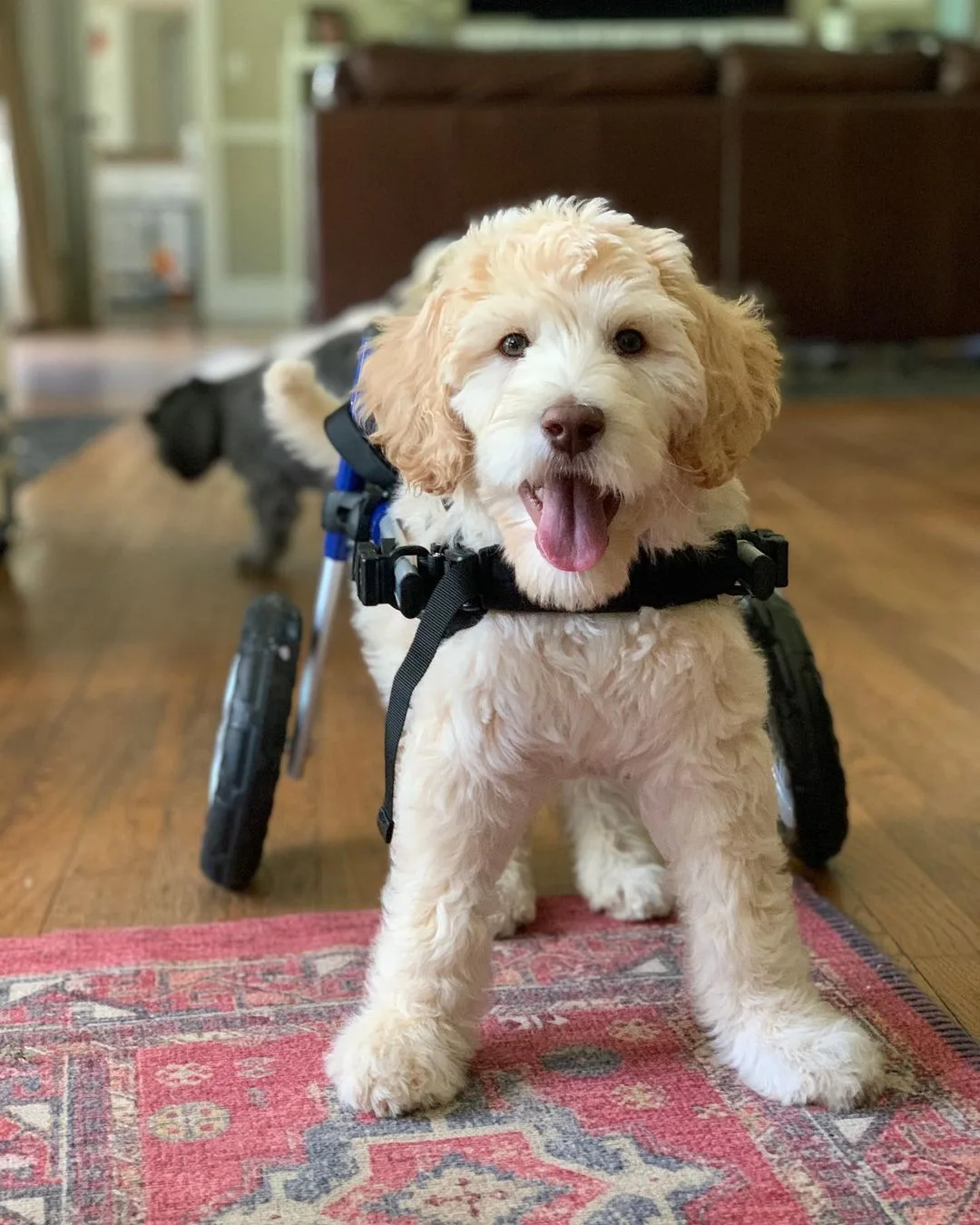 Cachorro que nació paralizado camina en silla de ruedas personalizada