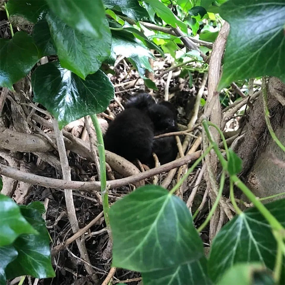 Camada de gatitos