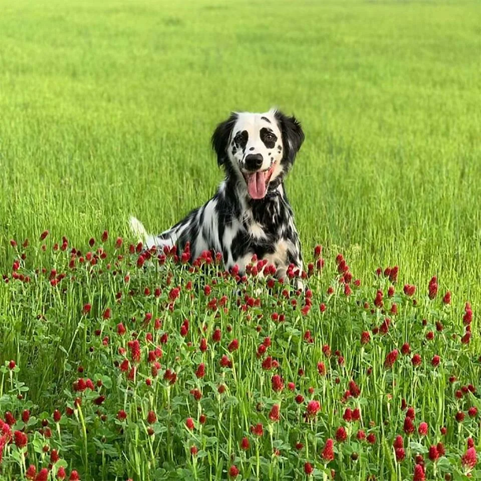 Este adorable perro