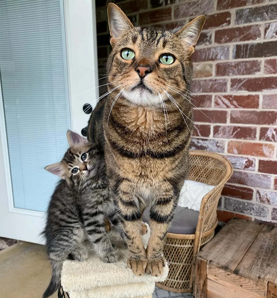 Este dulce gato