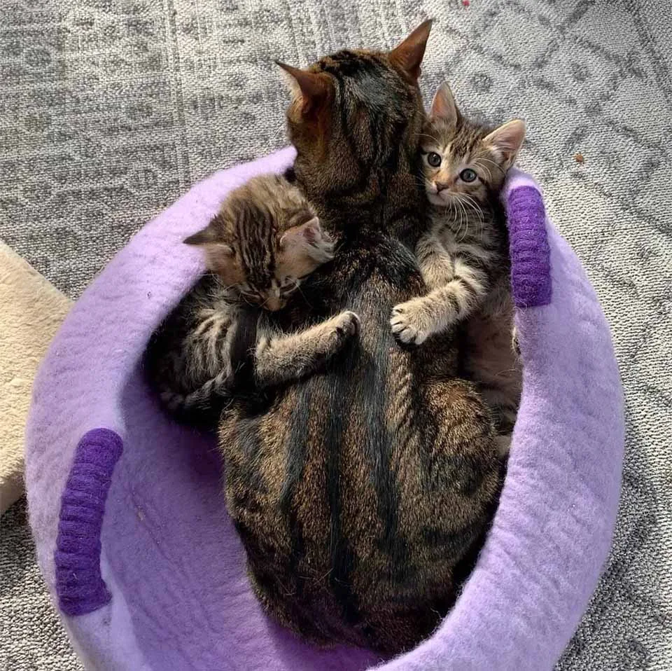 Este dulce gato abrazado