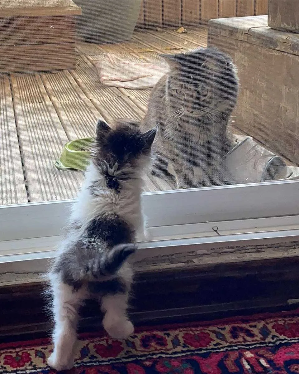Gata encuentra una gatita en casa