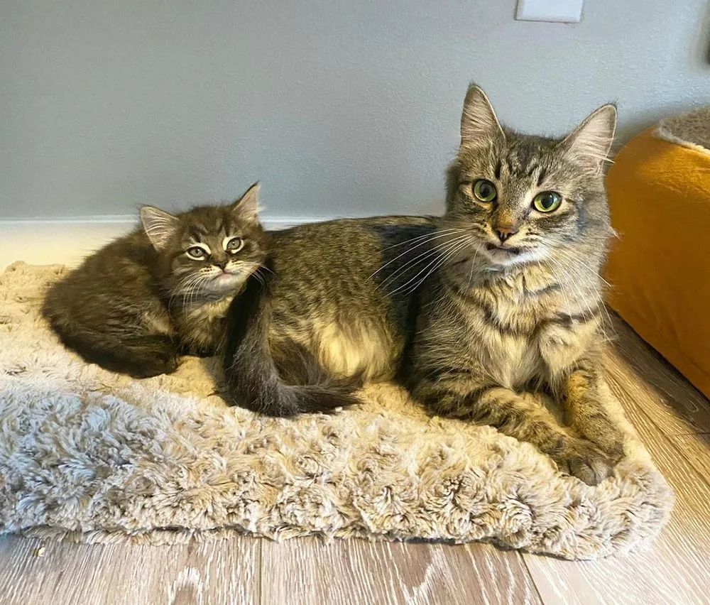 Gata y su bebé