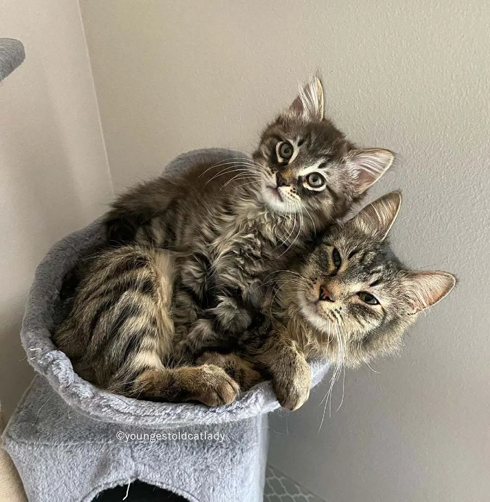 Gata y su único gatito