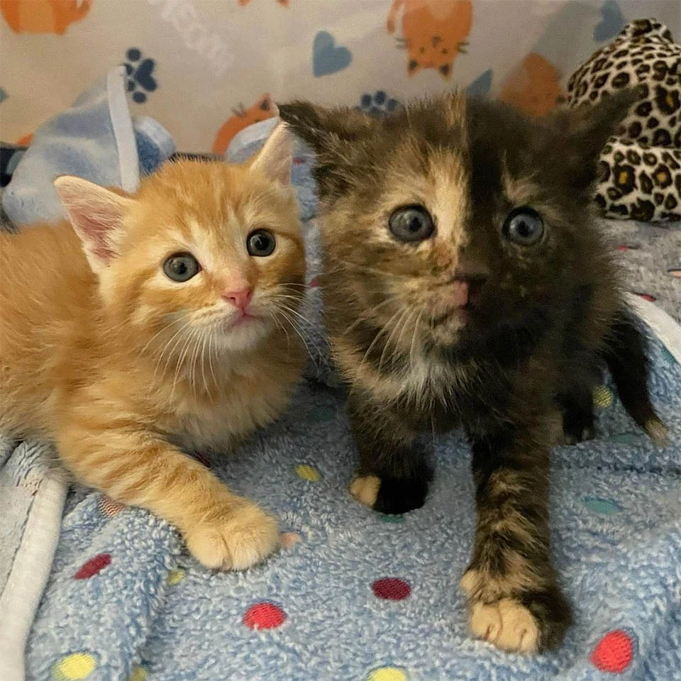 Gatitas encontraron valor necesario