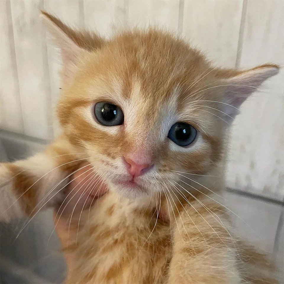 Gatitas encontraron valor suficiente