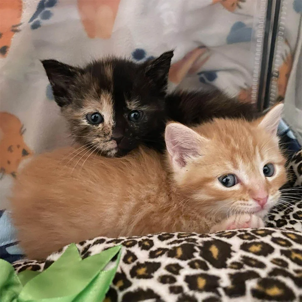 Gatitas encontraron valor