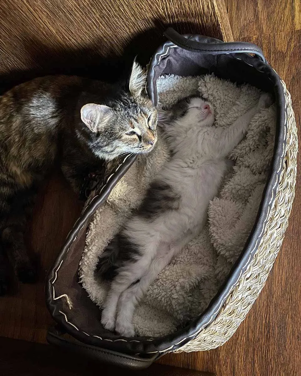 Gatitas toman un descanso