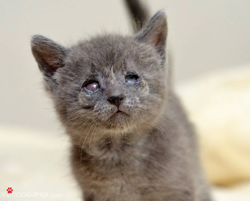Gatito ciego