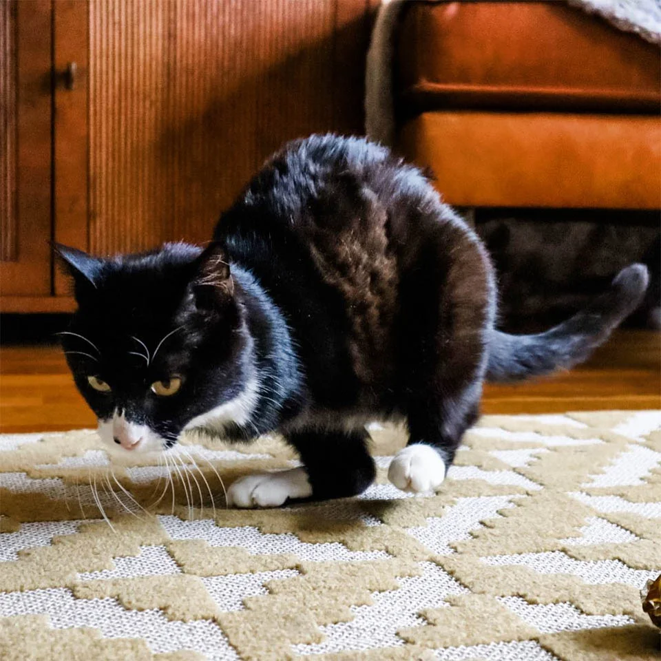 Gatito dos patas caminando