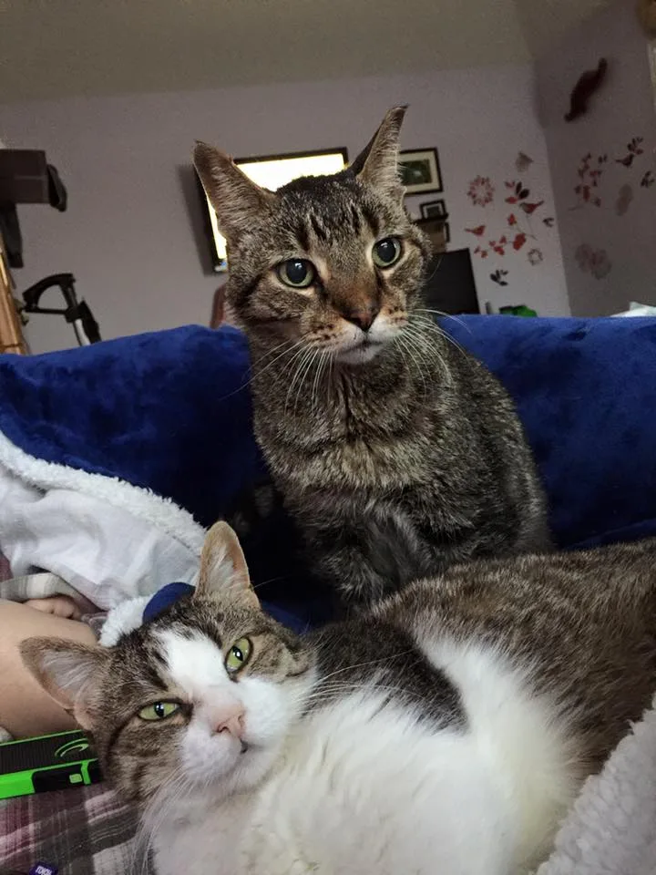 Gatito y su nuevo hermano felino