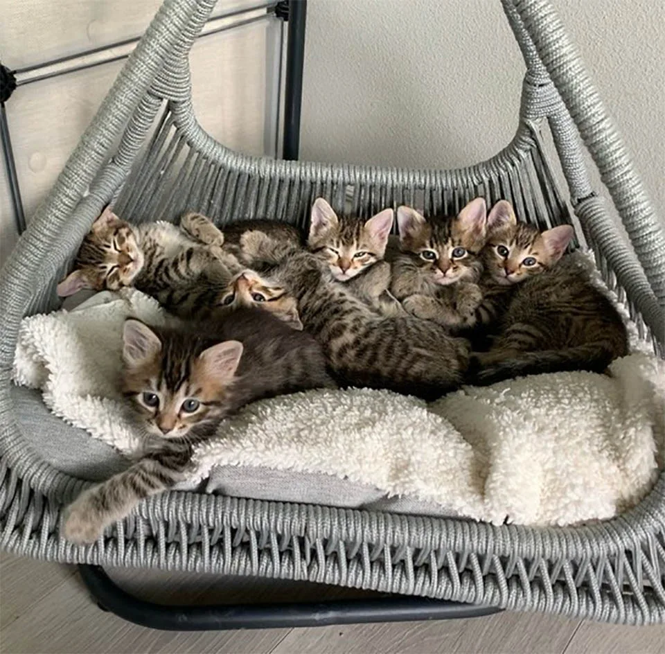 Gatitos acogidos