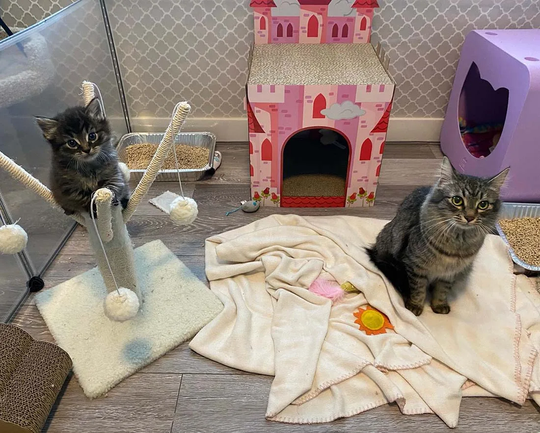 Gatitos en su cuarto de juegos