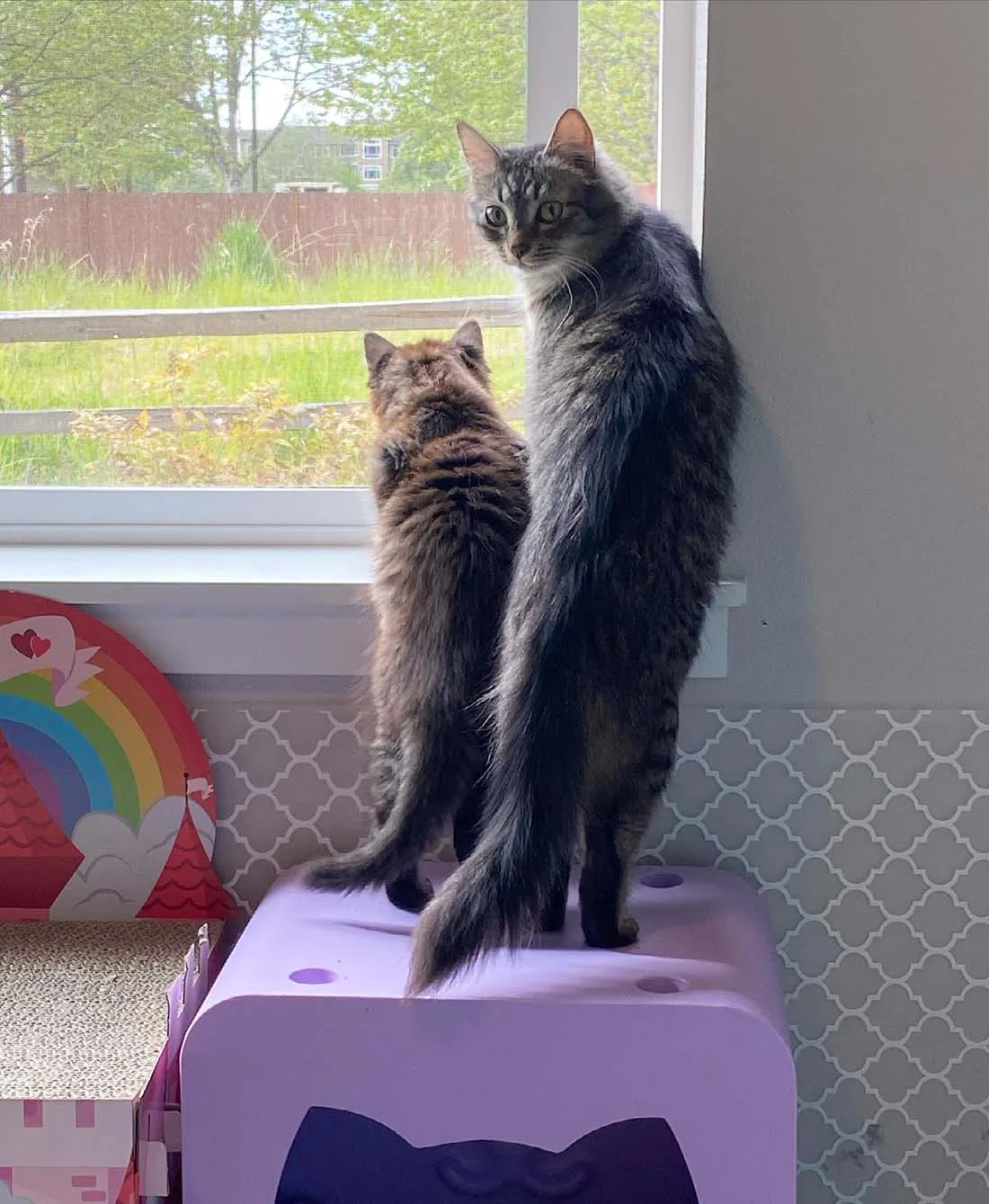 Gatitos observan por la ventana