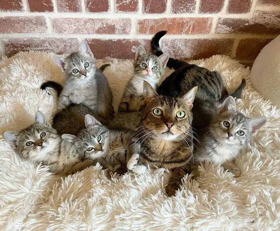 Gatitos y Rigby