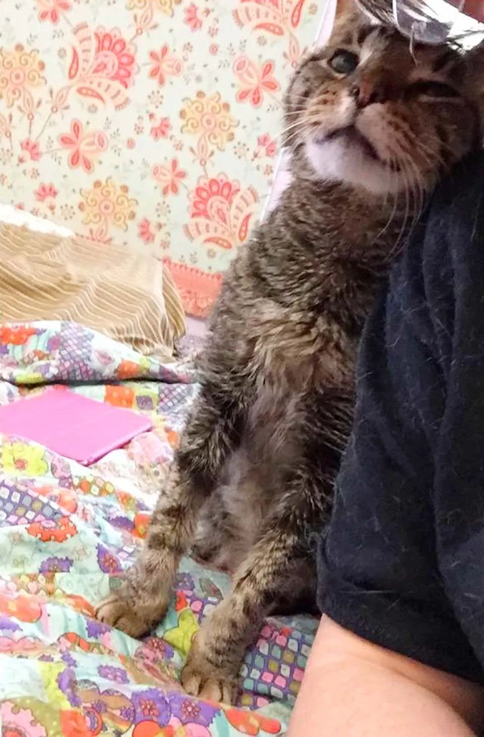 Gato de 16 años está feliz de ser amado de nuevo