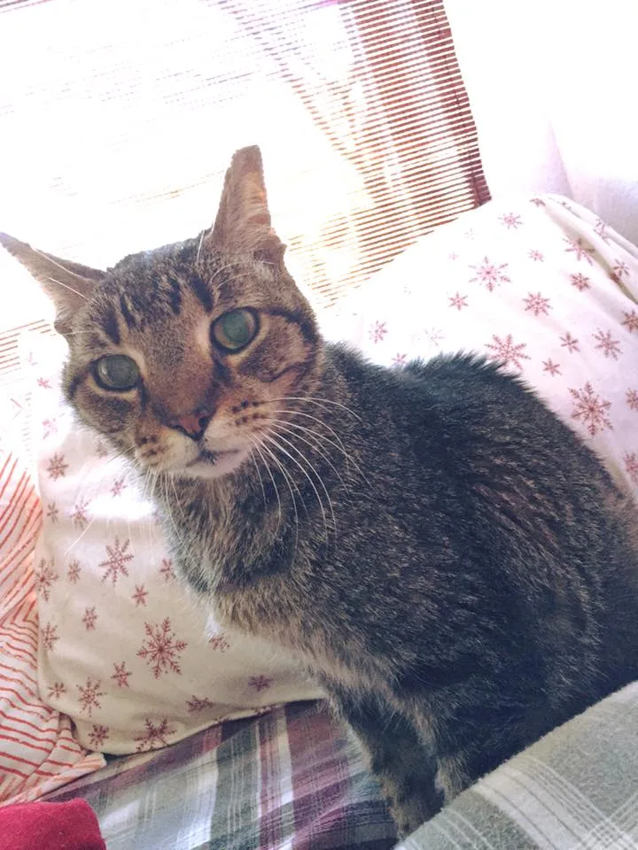 Gato de 16 años perdió su único hogar