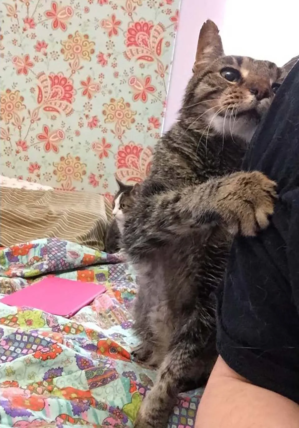 Gato de 16 años
