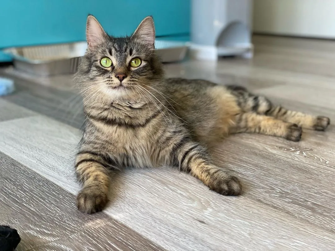 Hermosa gata atigrada