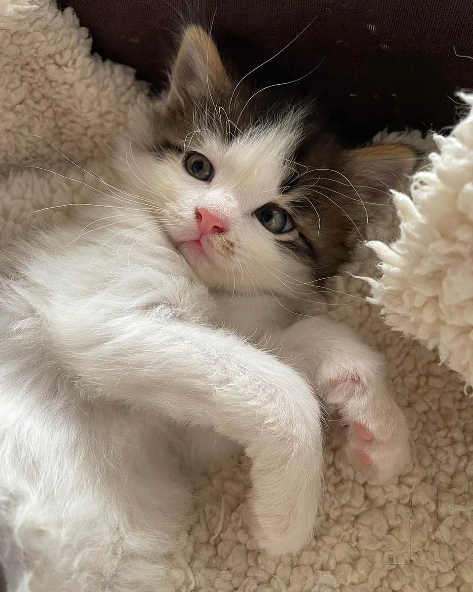 Hermosa gatita esponjosa