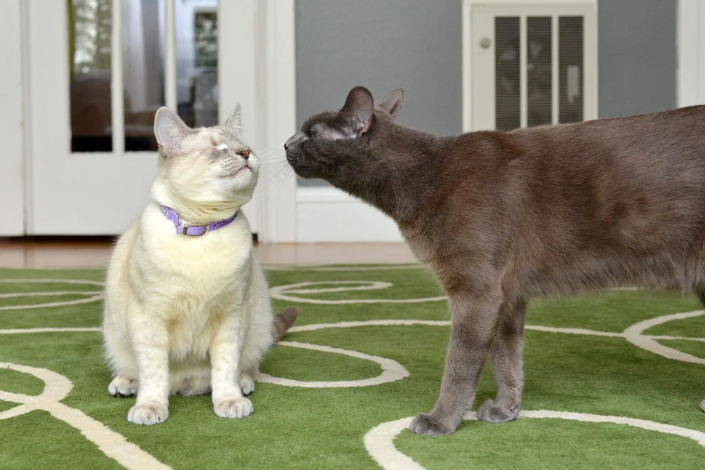 Hermosos gatos ciegos