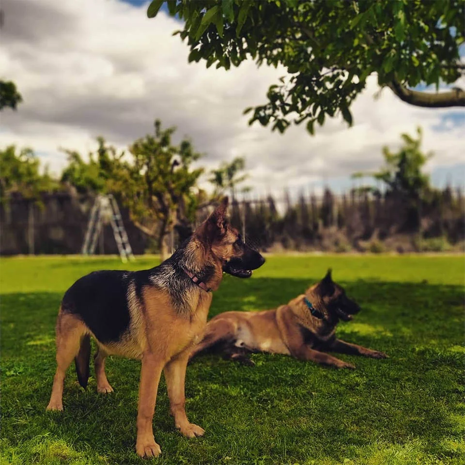 Jara y hermano