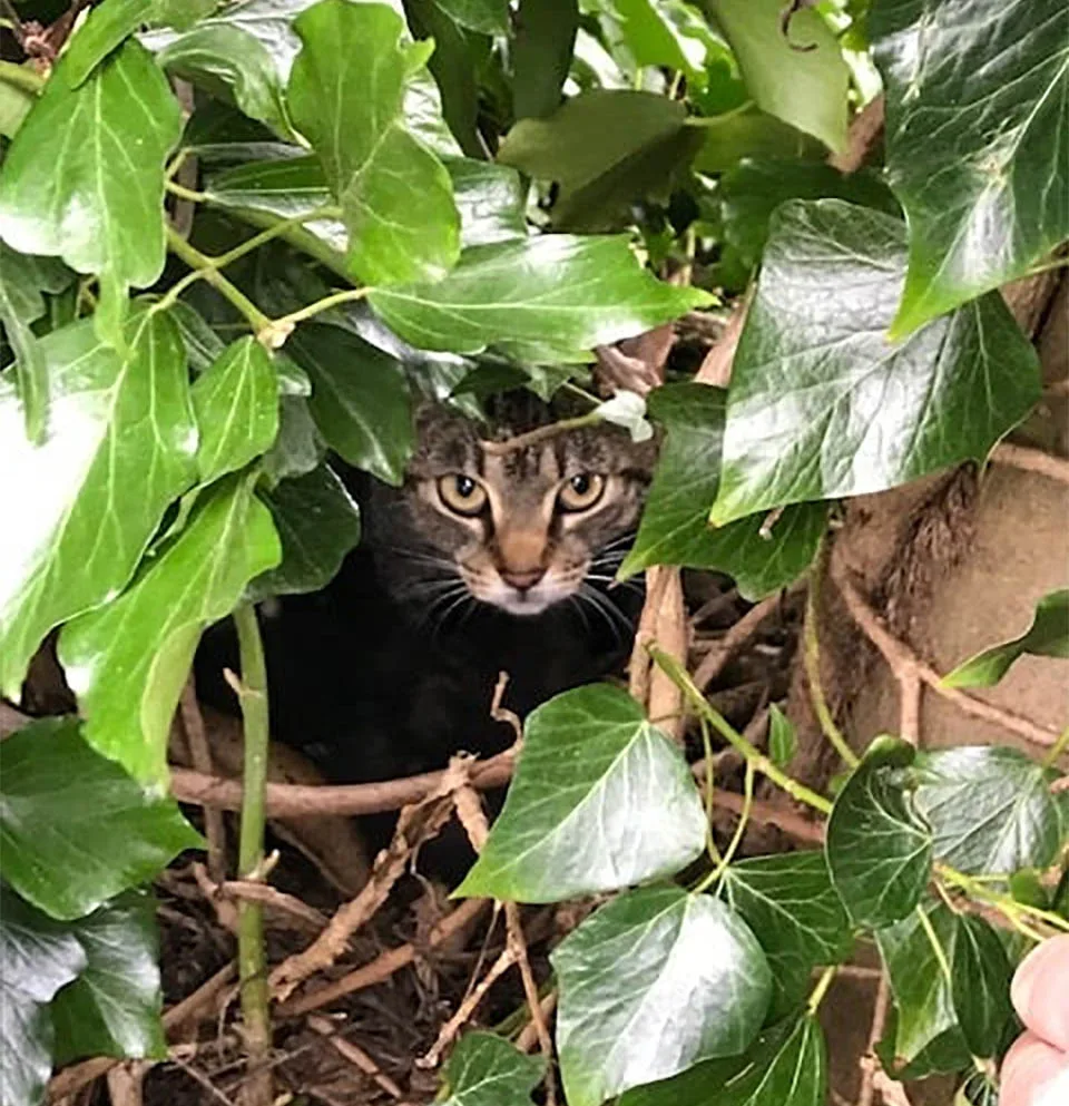 Madre gata en nido