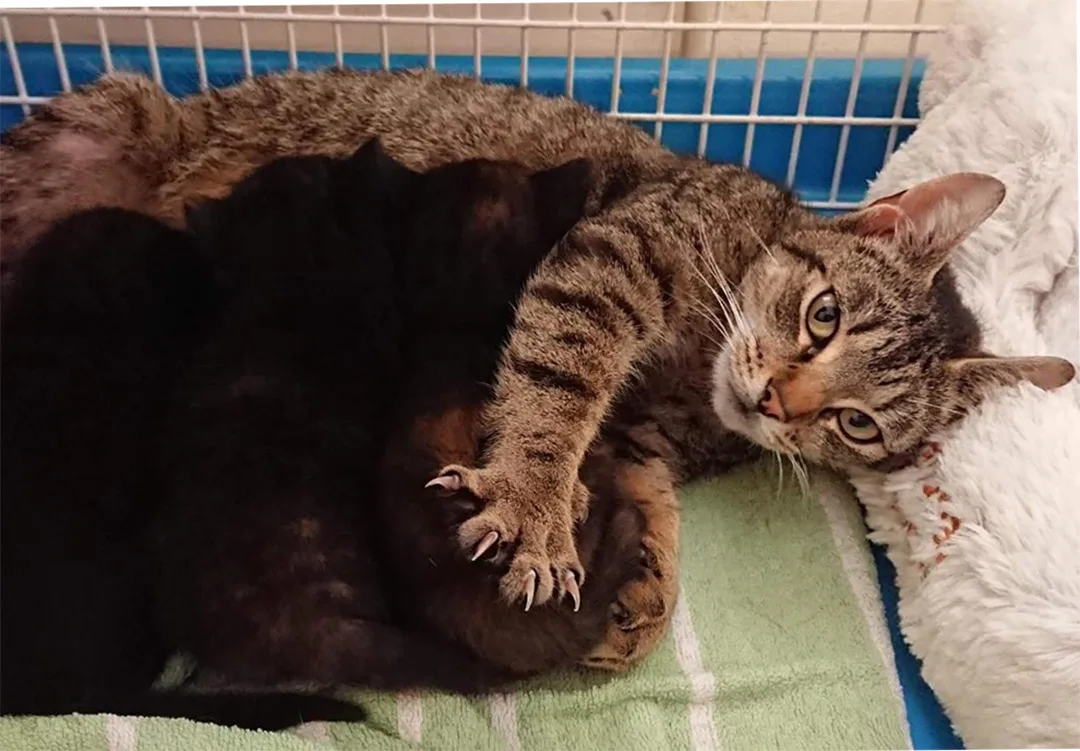 Madre gata y gatitos