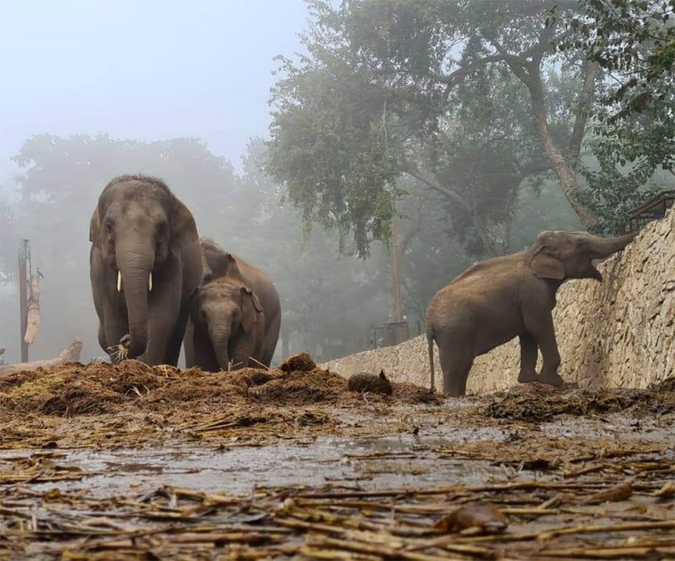 Manada de elefantes cuidan