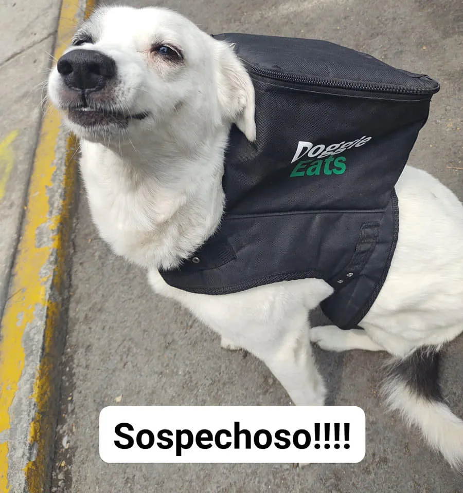 Perrita trabaja como repartidora comida