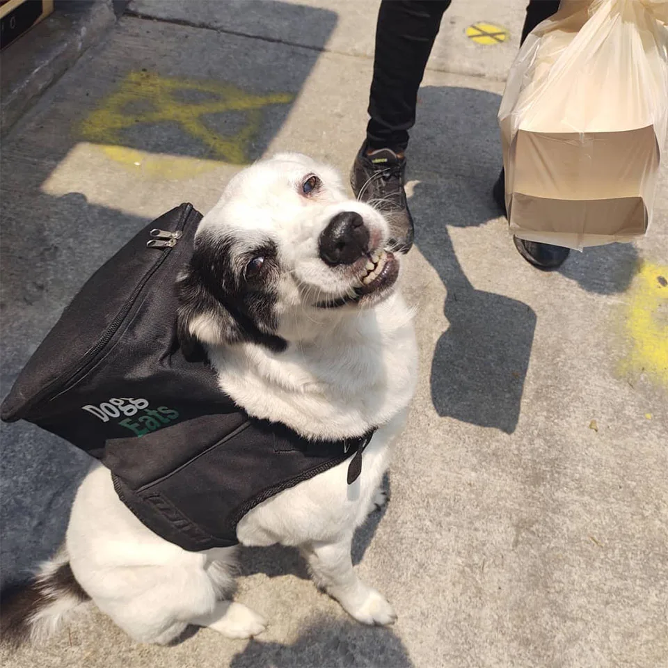 Perrita trabaja como repartidora
