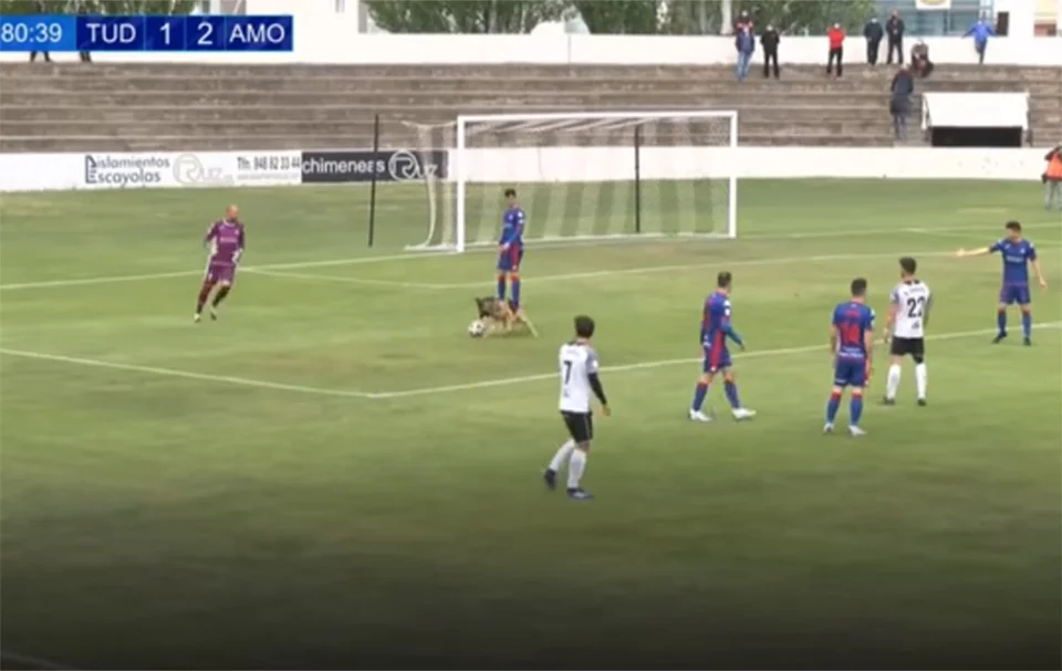 Perrita ve partido e interrumpe