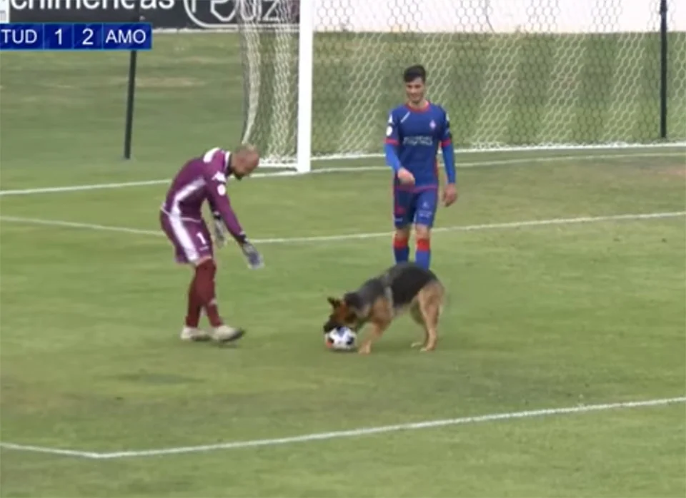 Perrita ve partido fútbol