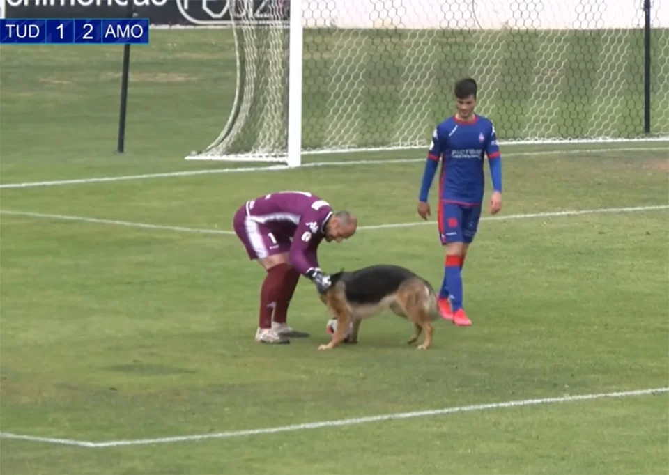 Perrita ve partido