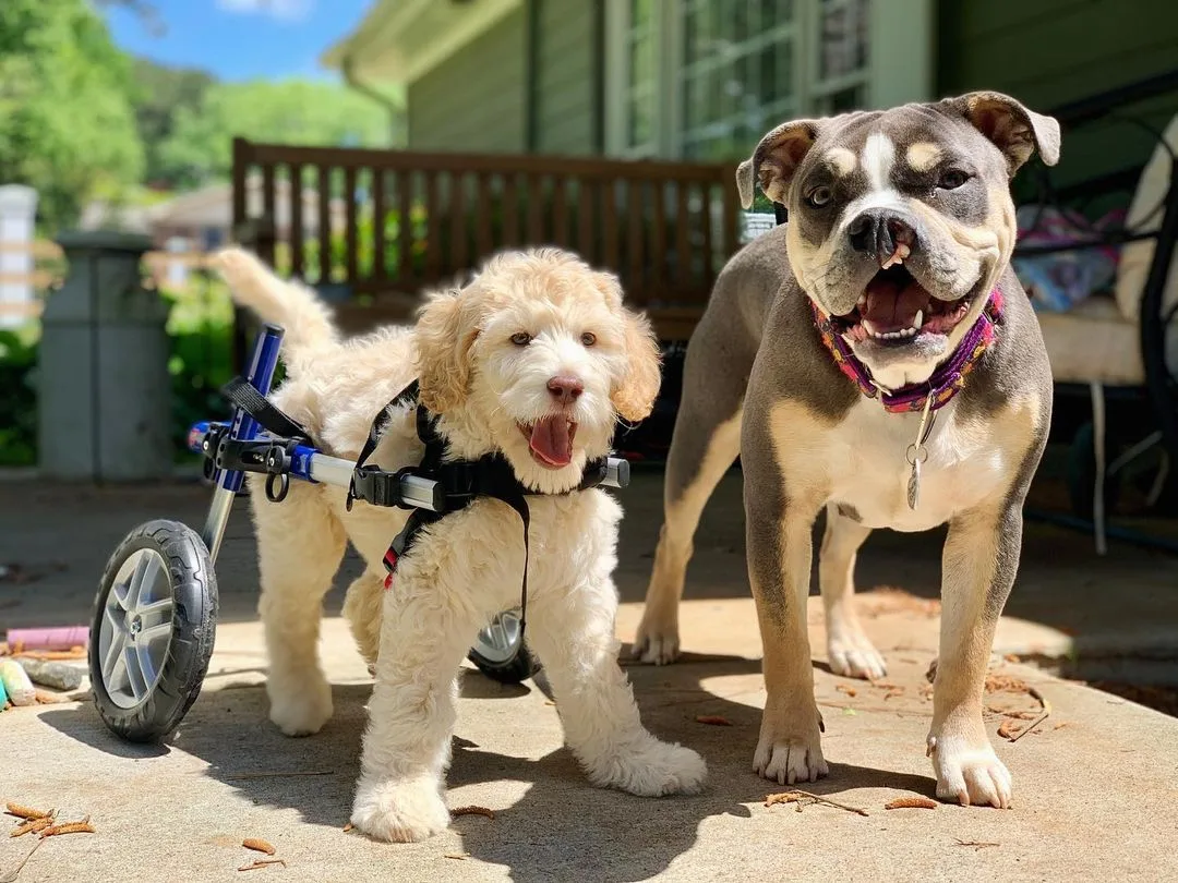 Perrito en silla de ruedas y su amigo